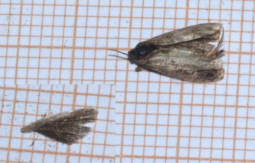 Epiblema cirsiana
